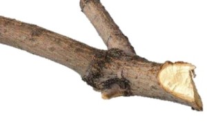 v shaped branch